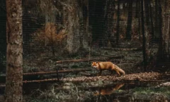 Rännak Līgatne loomaradadel ja liivakivikanjonites - 18. aprill 2026