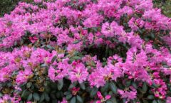 Lillepäev Lätimaal! "Rododendronid ja Riia roheline süda" - 24. mai 2026